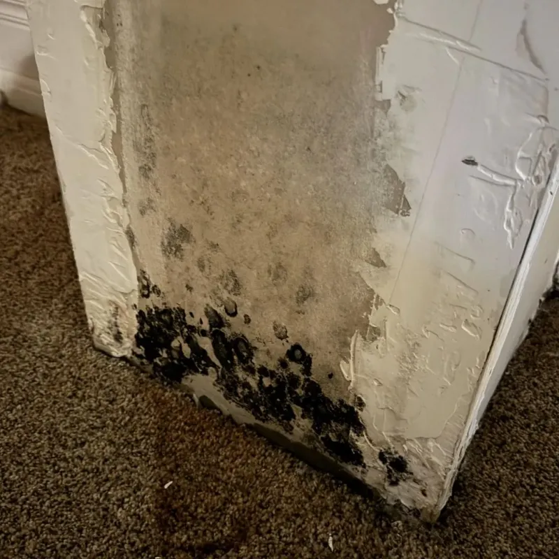 Professional Mold Removal in Stallings, NC